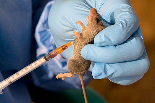Lassa Fever | ThisNigeria